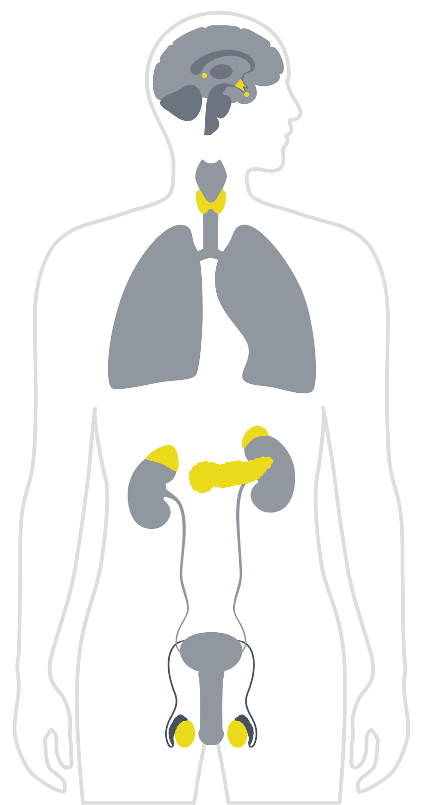 Testosterone infographic -Analysis-02