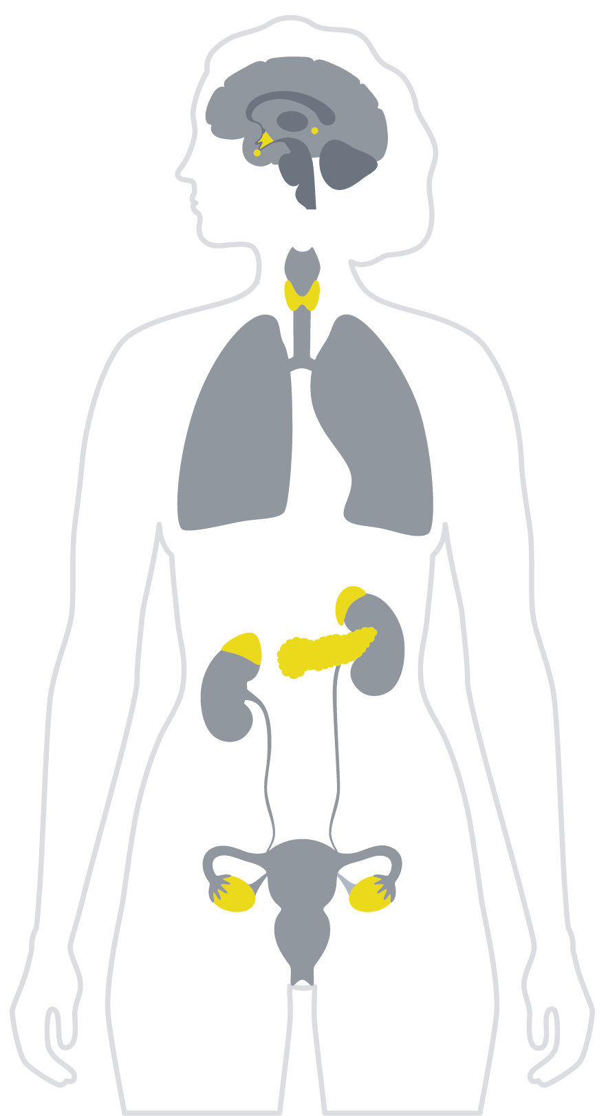 Testosterone infographic -Analysis-03 Testosterone infographic -Analysis Female