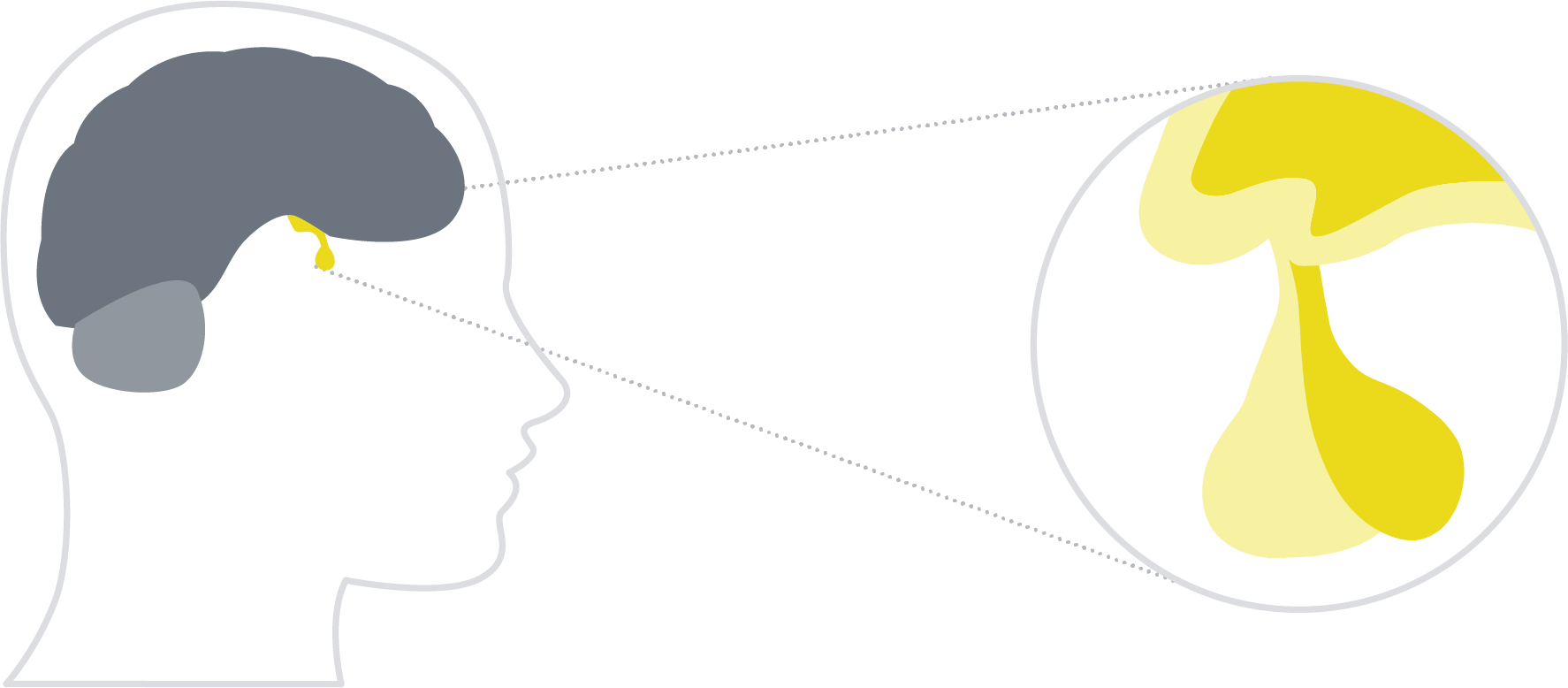Testosterone infographic art-02 Testosterone infographic-Pituitary Gland